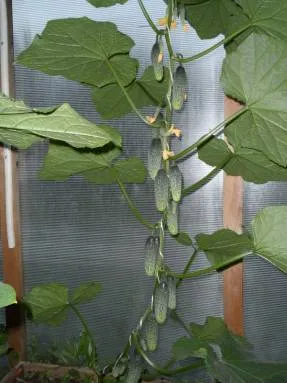 castravete Murashka