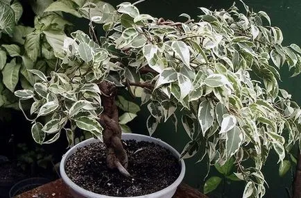 Ficus recolta