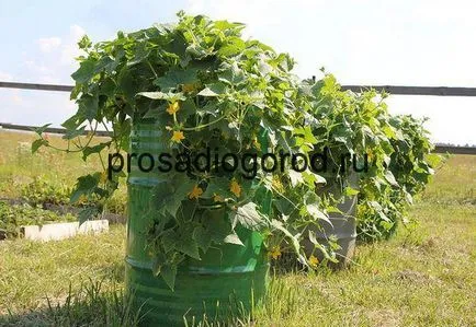 Baril pentru castraveți Baril pentru castraveți