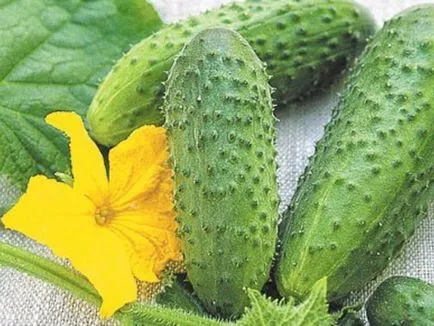 castravete Murashka