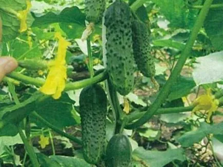 castravete Murashka