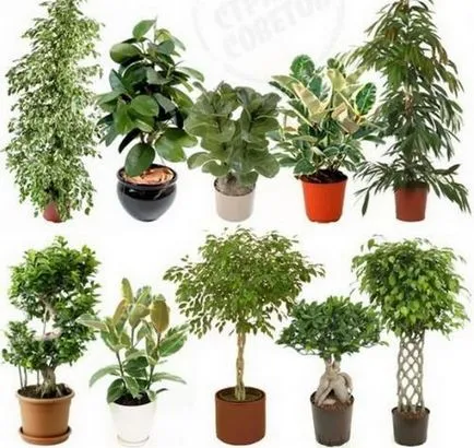 Ficus recolta