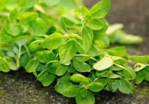 Ce este Oregano