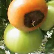 rotten Tomatoes
