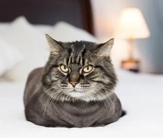 Cat mi-a scris Cat mi-a scris