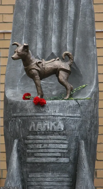 Laika spațiul de câine Laika spațiul de câine