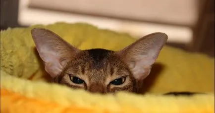 Cat mi-a scris Cat mi-a scris