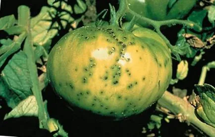 rotten Tomatoes