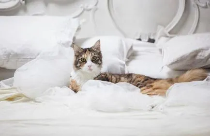 Cat mi-a scris Cat mi-a scris