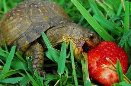 Sunt o persoană fericită, deoarece
