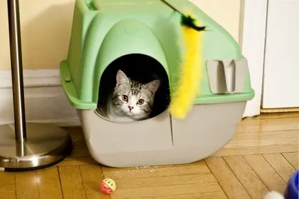 Cat mi-a scris Cat mi-a scris