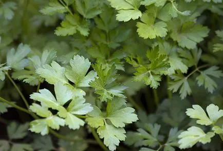 Cum de a planta patrunjel