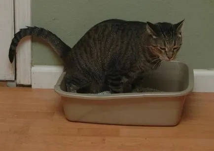 Cat mi-a scris Cat mi-a scris