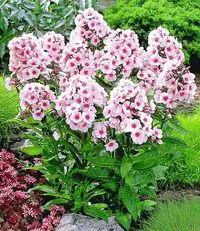 Ce a planta un Phlox