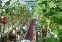 Cum să planteze roșii și când Cum să planteze roșii și când