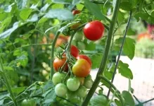 Cum să planteze roșii și când Cum să planteze roșii și când