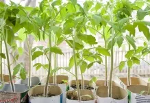 Cum să planteze roșii și când Cum să planteze roșii și când