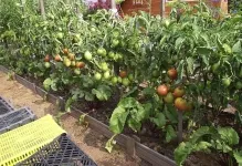 Cum să planteze roșii și când Cum să planteze roșii și când