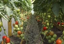 Cum să planteze roșii și când Cum să planteze roșii și când