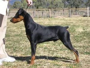 Ce Pinscher Ce Pinscher