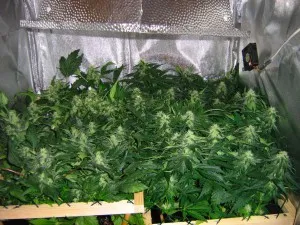 Cum de a planta de cânepă