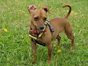 Ce Pinscher Ce Pinscher