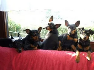 Ce Pinscher Ce Pinscher