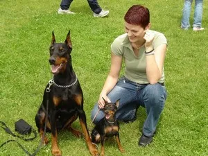 Ce Pinscher Ce Pinscher