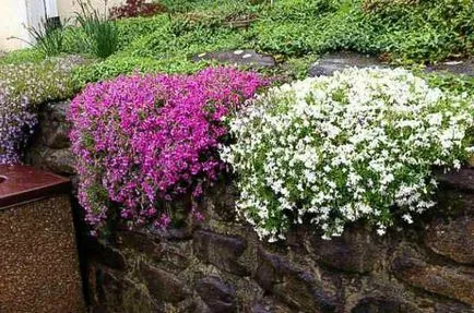 Ce a planta un Phlox