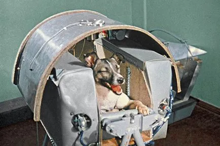 Laika spațiul de câine