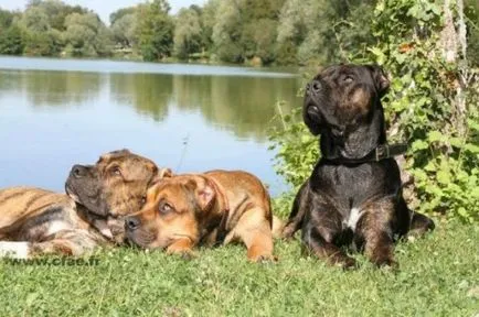 câine de câine de luptă
