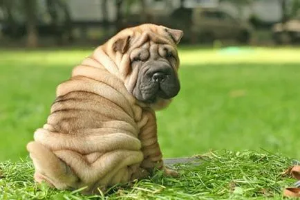 câine de câine de luptă