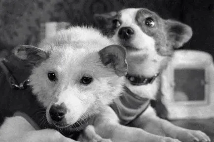 Laika spațiul de câine