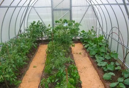 Cum să planteze roșii și când Cum să planteze roșii și când