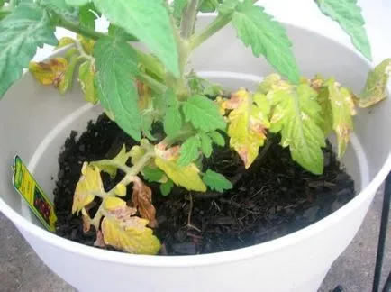 Răsaduri de tomate galben ce să facă Răsaduri de tomate galben ce să facă