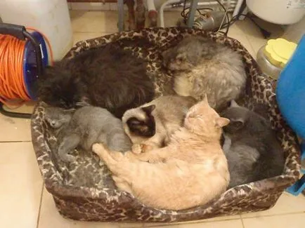 Pisici fără saci