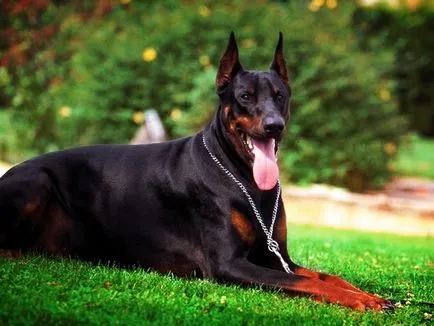 Ce Pinscher Ce Pinscher