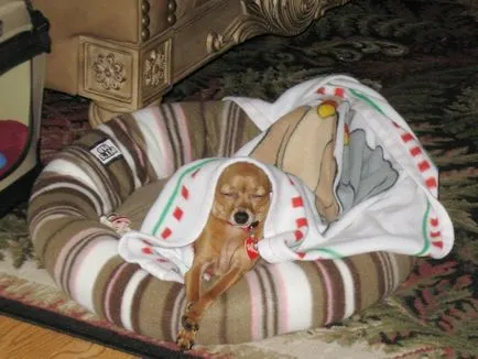 Ce Pinscher Ce Pinscher