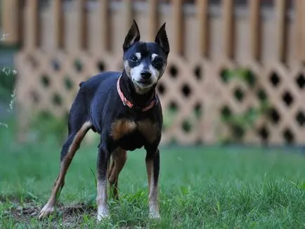 Ce Pinscher Ce Pinscher