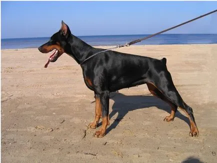 Ce Pinscher Ce Pinscher