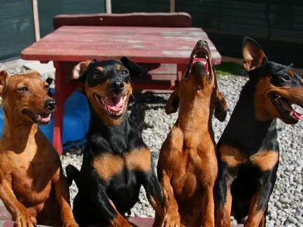 Ce Pinscher Ce Pinscher