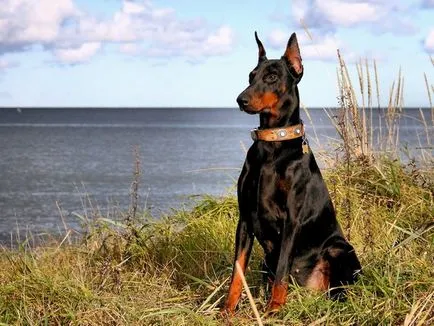 Ce Pinscher Ce Pinscher
