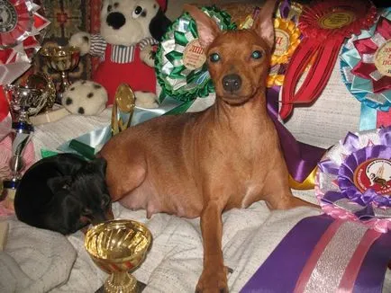Ce Pinscher Ce Pinscher