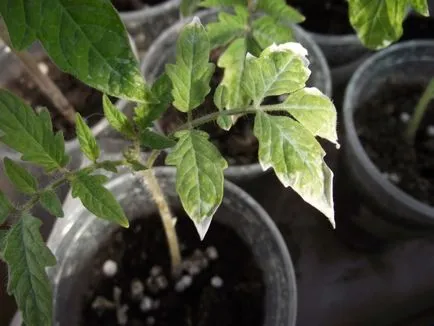 Răsaduri de tomate galben ce să facă
