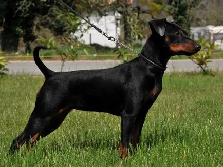Ce Pinscher Ce Pinscher