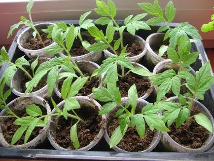 Cum să planteze roșii și când Cum să planteze roșii și când