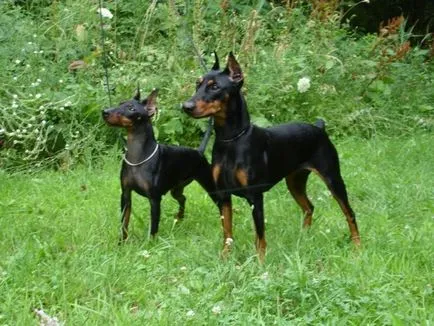 Ce Pinscher Ce Pinscher