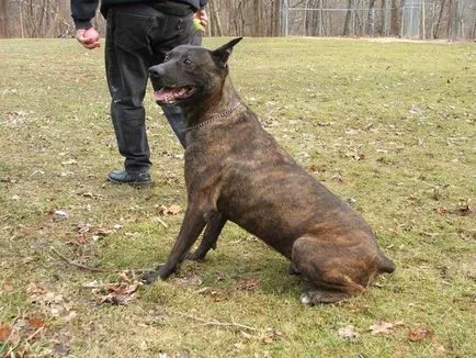 Ce Pinscher Ce Pinscher