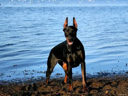 Ce Pinscher Ce Pinscher