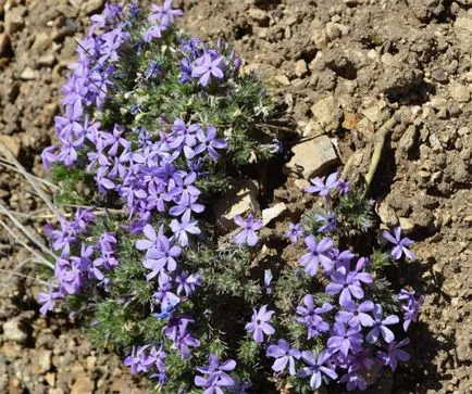 Ce a planta un Phlox